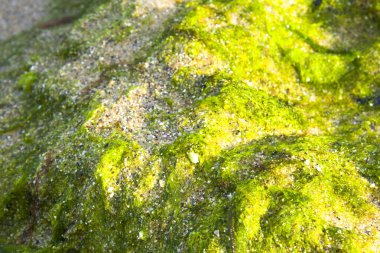 Kum plajı arkaplan dokusunda yosun