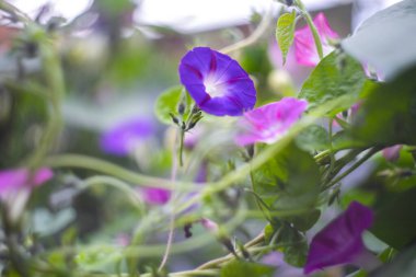 Bindweed Convolvulus althaeoides ya da Bush Morning Glory çiçeği doğada