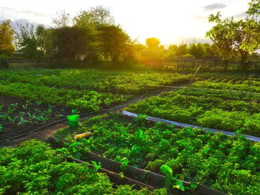 İlkbahar, fidanlar fidanlık tarlaları bahçıvanlık yapıyor.