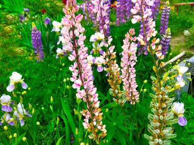 Güzel mavi ve mor lupinler kırsal alanda gündoğumunda (günbatımında). Doğal çiçek arkaplanı