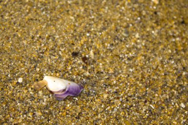 Kabuk arkaplan desenli sarı kum