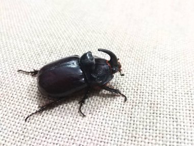 Beyaz arka plan üzerinde büyük kahverengi böceği