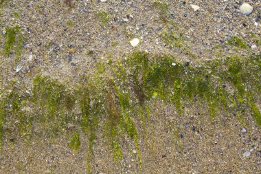 Kum plajı arkaplan dokusunda yosun