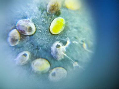 Yakın plan, makro, böcek yumurtaları, doğa.