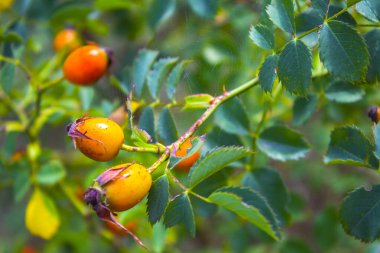 Güneşli sonbahar sabahında kırmızı böğürtlenlerin yakın çekimi.