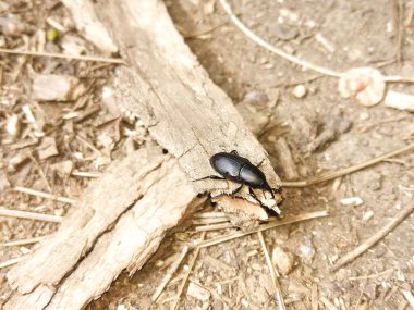 Siyah uzun burunlu böcek kumun üzerinde duruyor.