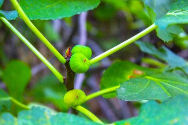 İncir ağacı dalda, bahçede.
