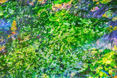 yeşil deniz yosunu ve su arkaplanı dokusu