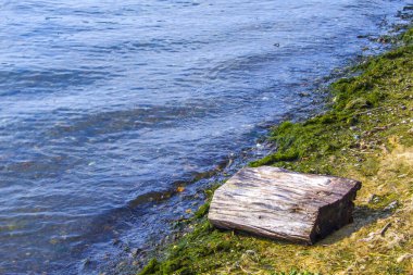  Nehir kıyısı, ağaç gövdesi, doğa.