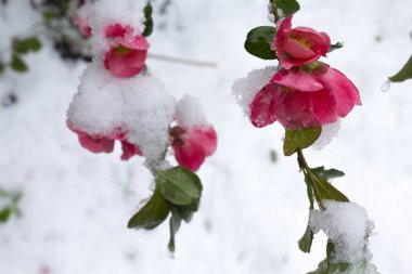 Karda pembe çiçekler. İlk kar yeşil yapraklı pembe çiçeklerin üzerine düştü. Karda yeşil yapraklar. İlkbaharda kar keskin bir şekilde düştü. Kırık ağaçlar, dallar, kablolar. Fırtına, rüzgar, kasırga. 