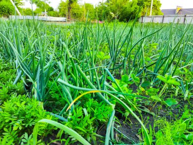 filizlenen soğan yetiştirme bahçesi