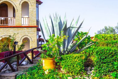 Çiçekli sulu bahçeli kaktüs agave bitkisi