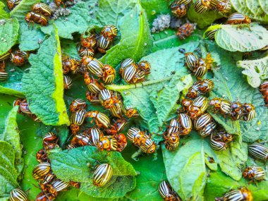 Colorado patates böceği yaprağın üzerinde sürünüyor.