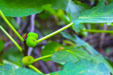 İncir ağacı dalda, bahçede.