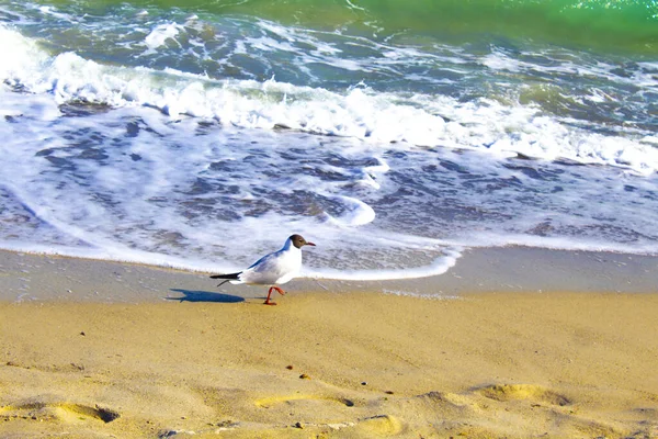 Uccello Gabbiano Che Vola Sul Mare Spiaggia — Foto Stock