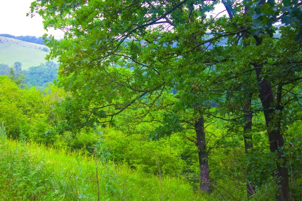 緑の森オークの木自然 — ストック写真