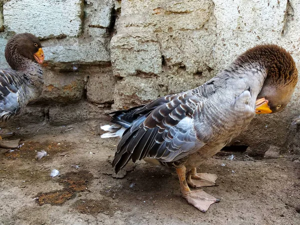 Die Gans Putzt Ihren Körper Einem Vogelhof — Stockfoto