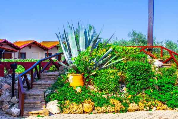 Kaktus Agave Pflanze Mit Blume Sukkulenten Garten — Stockfoto