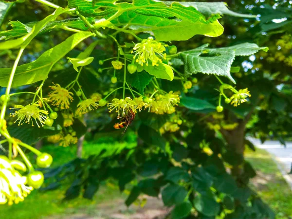 黄色の花 自然上のガドフライ — ストック写真