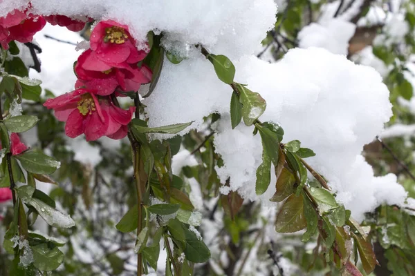 Roze Bloemen Sneeuw Eerste Sneeuw Viel Roze Bloemen Met Groene — Stockfoto