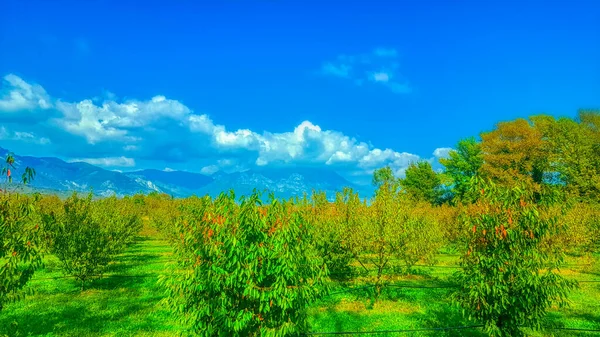 Campo Granja Jardín Manzanos — Foto de Stock