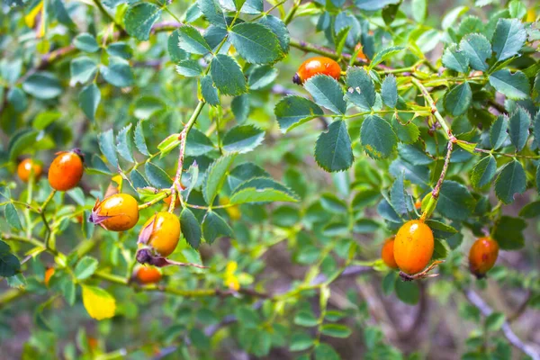 Primo Piano Bacche Rosse Rosa Canina Mattina Autunno Soleggiata — Foto Stock