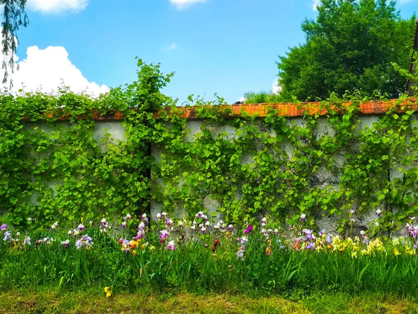 Vecchio Muro Mattoni Ricoperto Foglie Edera Verde — Foto Stock