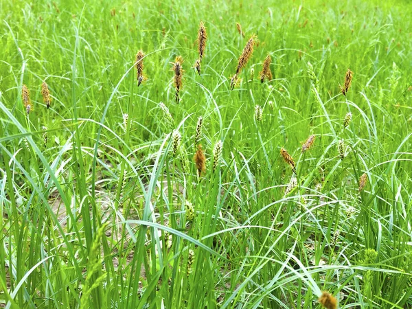 春の緑の草が自然を残し — ストック写真