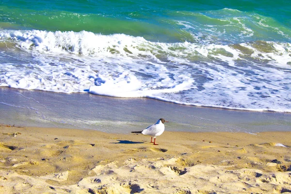 Oiseau Mouette Volant Sur Mer Des Plages — Photo