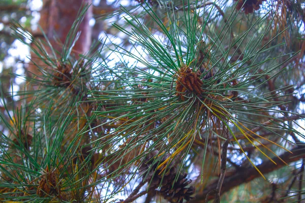 Closeup Branch Pine Cone Nature — Stock Photo, Image