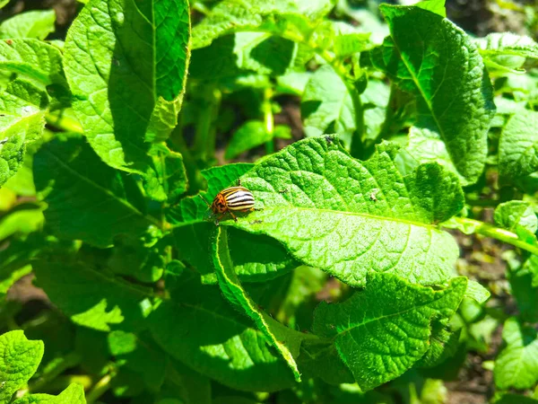 Escarabajo Patata Colorado Arrastrándose Hoja — Foto de Stock