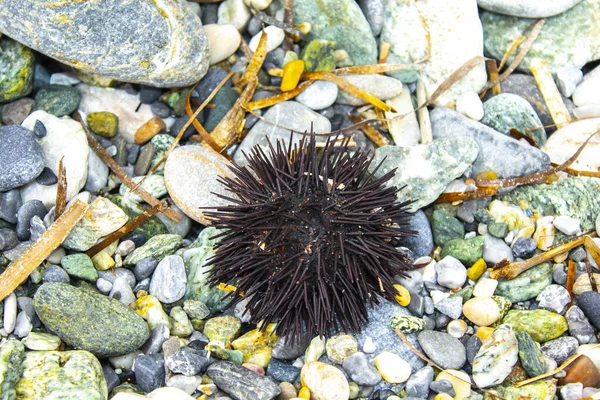 Dry Urchin Rock Beach Sunlight Highlighting All Spikes Typical Creature — 스톡 사진