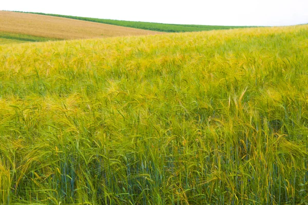 Ripe Large Ears Ripe Wheat Farmer Field — Stock Photo, Image