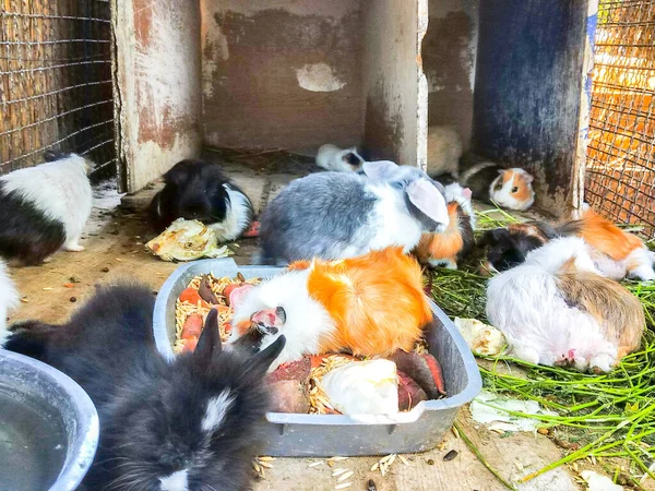 Closeup Many Baby Rabbits Farm — Stock Photo, Image