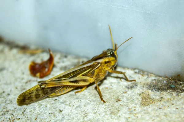 Closeup Huge Colorful Bright Bronze Yellow Red Grasshopper Backyard Insect — Stock Photo, Image