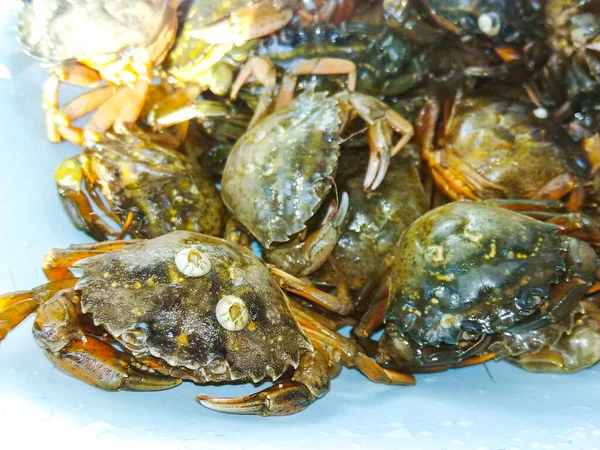 Granchi Mare Freschi Strisciando Sfondo Vita — Foto Stock