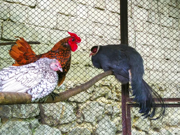 Cock Chicken Bird Sitting Branch — Stock Photo, Image