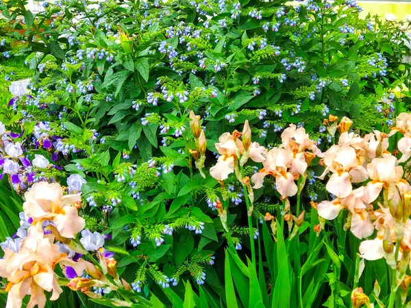 Iris Flowers Garden Bloom Meadow — Stock Photo, Image
