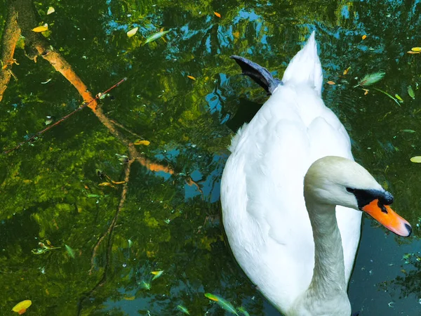 Deux Cygnes Blancs Nageant Dans Wate — Photo