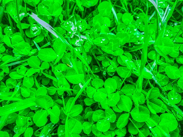 Trefoil Koniczyna Zielone Liście Tło — Zdjęcie stockowe