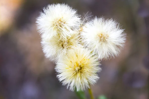 autumn dry fluffy flowers dandelion