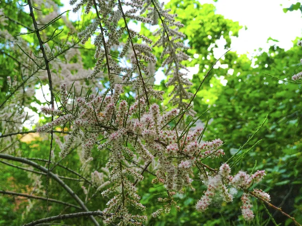 Wiosenne Drzewo Kwitną Gałęzie Natura — Zdjęcie stockowe