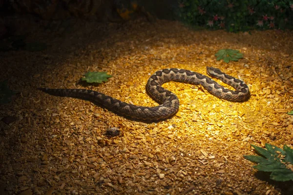 ブラウンバイパーヘビの動物の爬虫類 — ストック写真