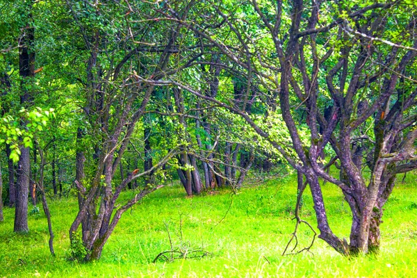 Zelený Letní Les Přírodní Krajina — Stock fotografie