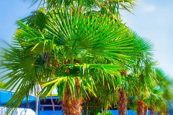 Palm Trees Closeup Leaves Nature — 스톡 사진