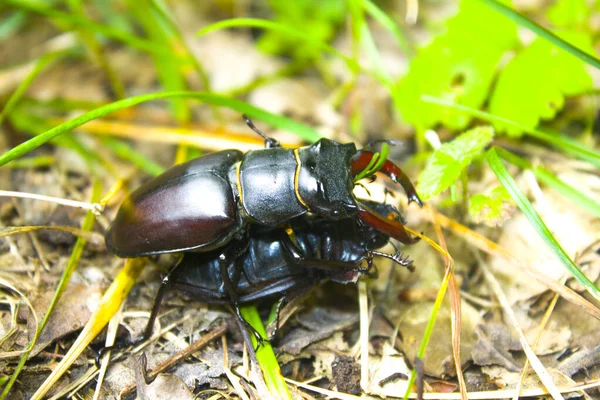 Parningssäsongen För Dynastinae Eller Noshörningsskalbaggar — Stockfoto