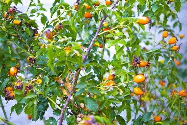 Closeup Red Berries Rose Hips Sunny Autumn Morning — Stock Photo, Image