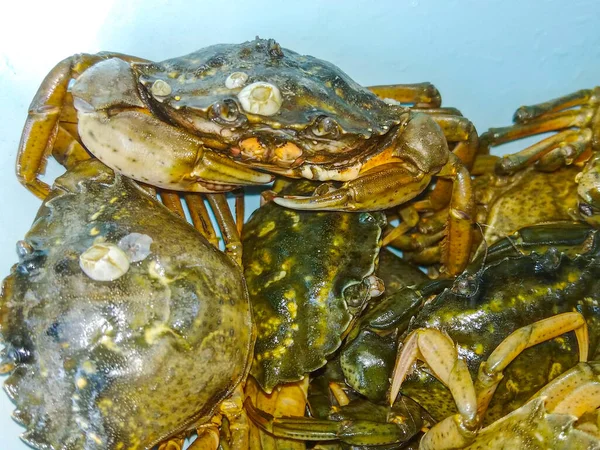 Seafood Fresh Crabs Crawling Life Background — Stock Photo, Image