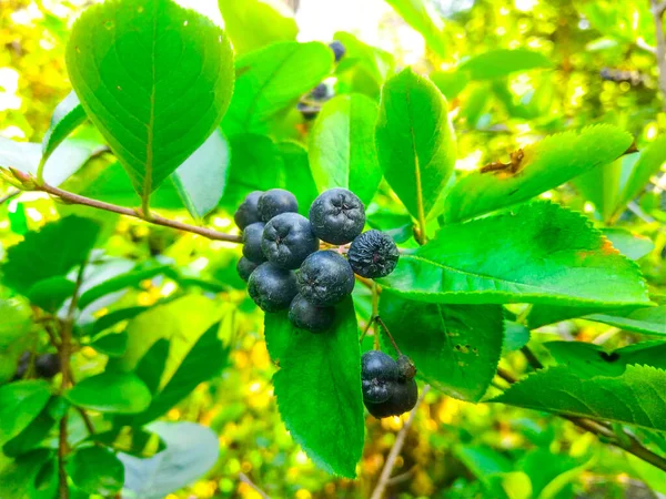 Sekelompok Buah Aronia Matang Semak Semak Pada Hari Yang Cerah — Stok Foto