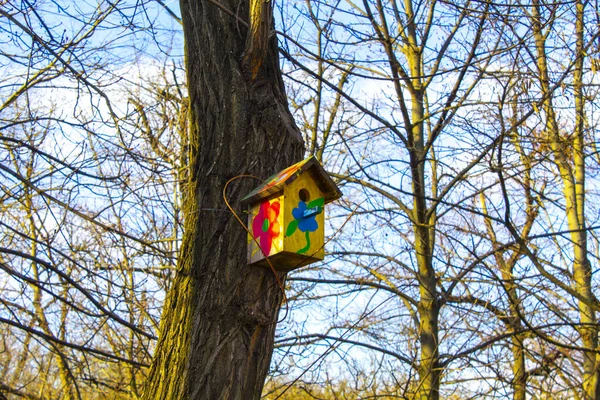 Ptačí Dům Hnízdící Box Stromě — Stock fotografie